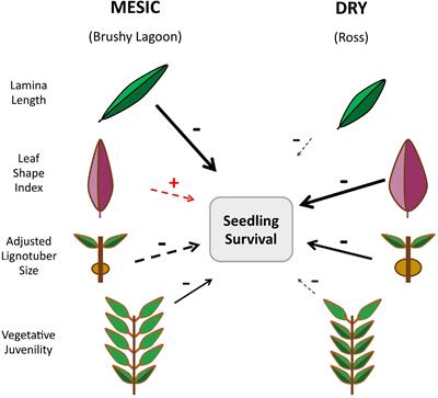 Directional Selection on Tree Seedling Traits Driven by Experimental Drought Differs Between Mesic and Dry Populations